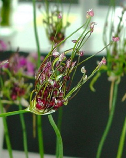 Allium scorodoprasum Art.jpg